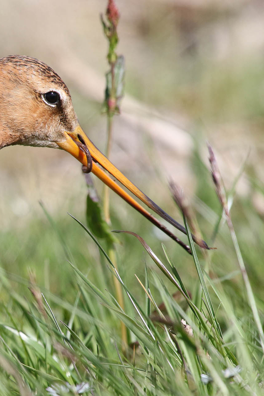 s-Grutto met worm in de snavel grutto met worm
