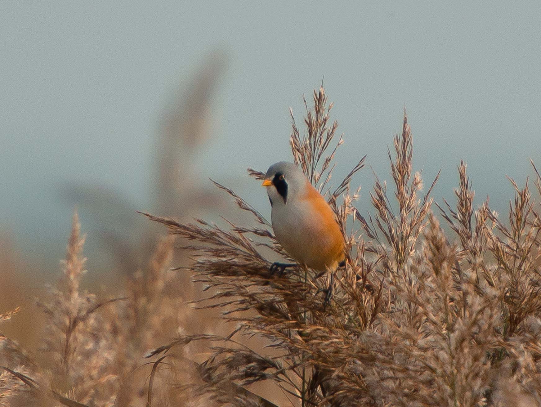 Baardmannetje