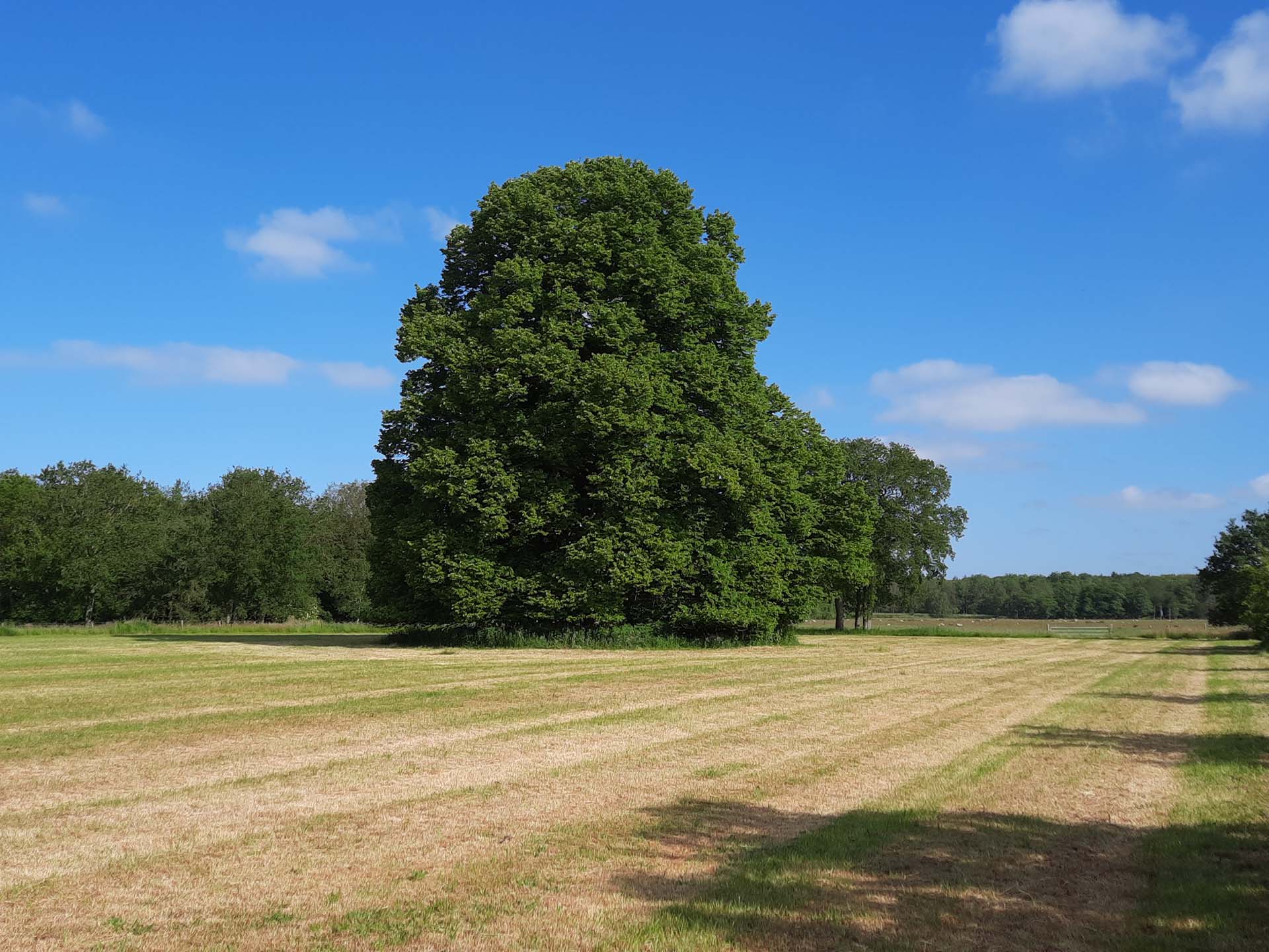 Koffiekuier – Geschiedenis rond Oude Balksterweg & bos Elfbergen