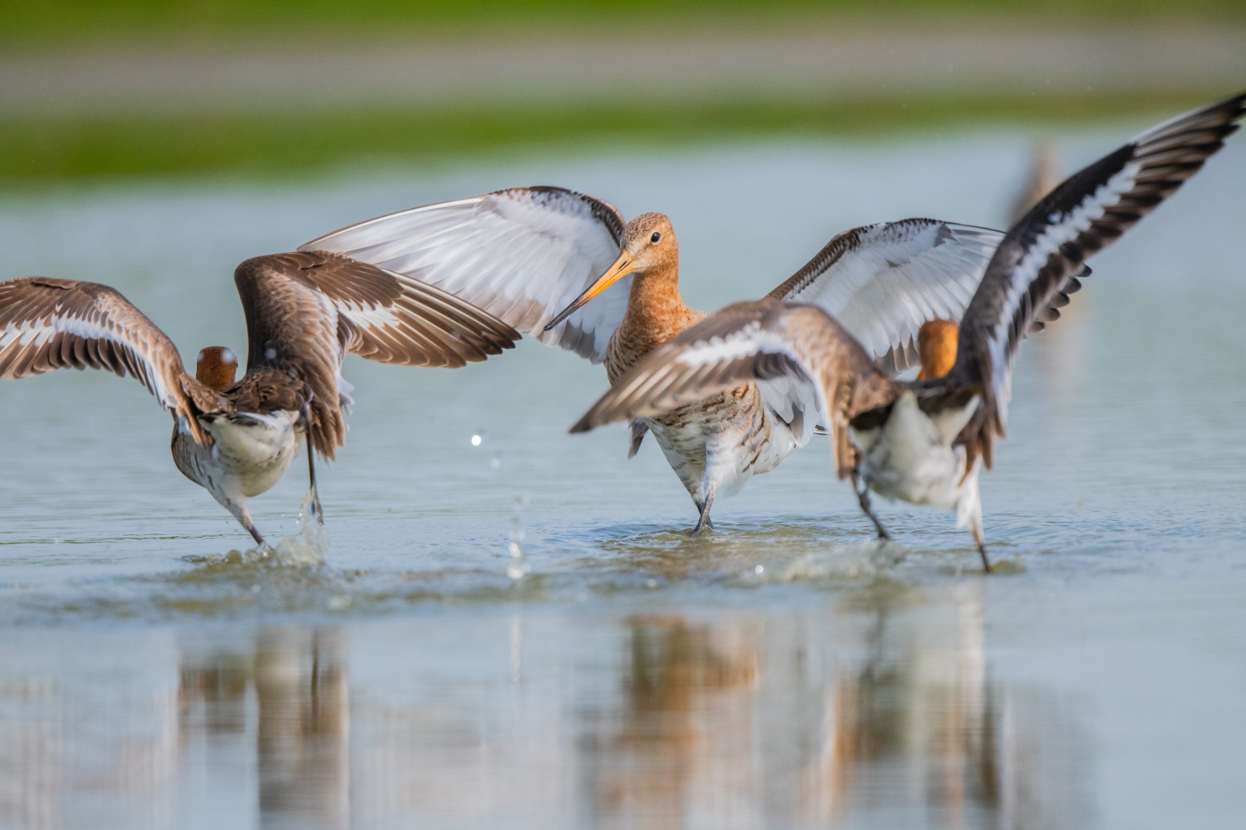 Fotopresentatie ‘Gruttoland bij Wommels door natuurfotografen Gerard Bos en Leo Hofland’