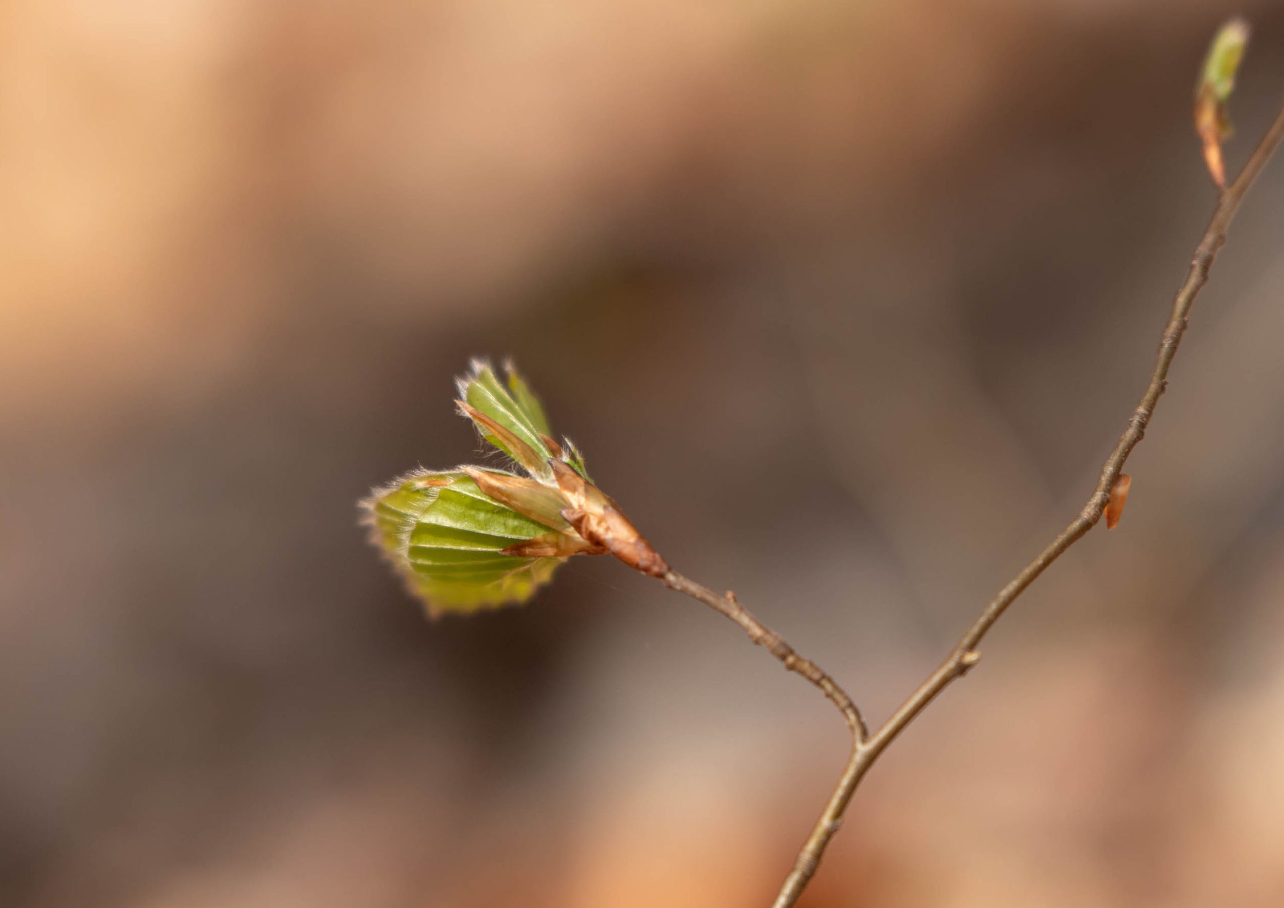 Expositie: Natuurfoto’s Baukje Bosma