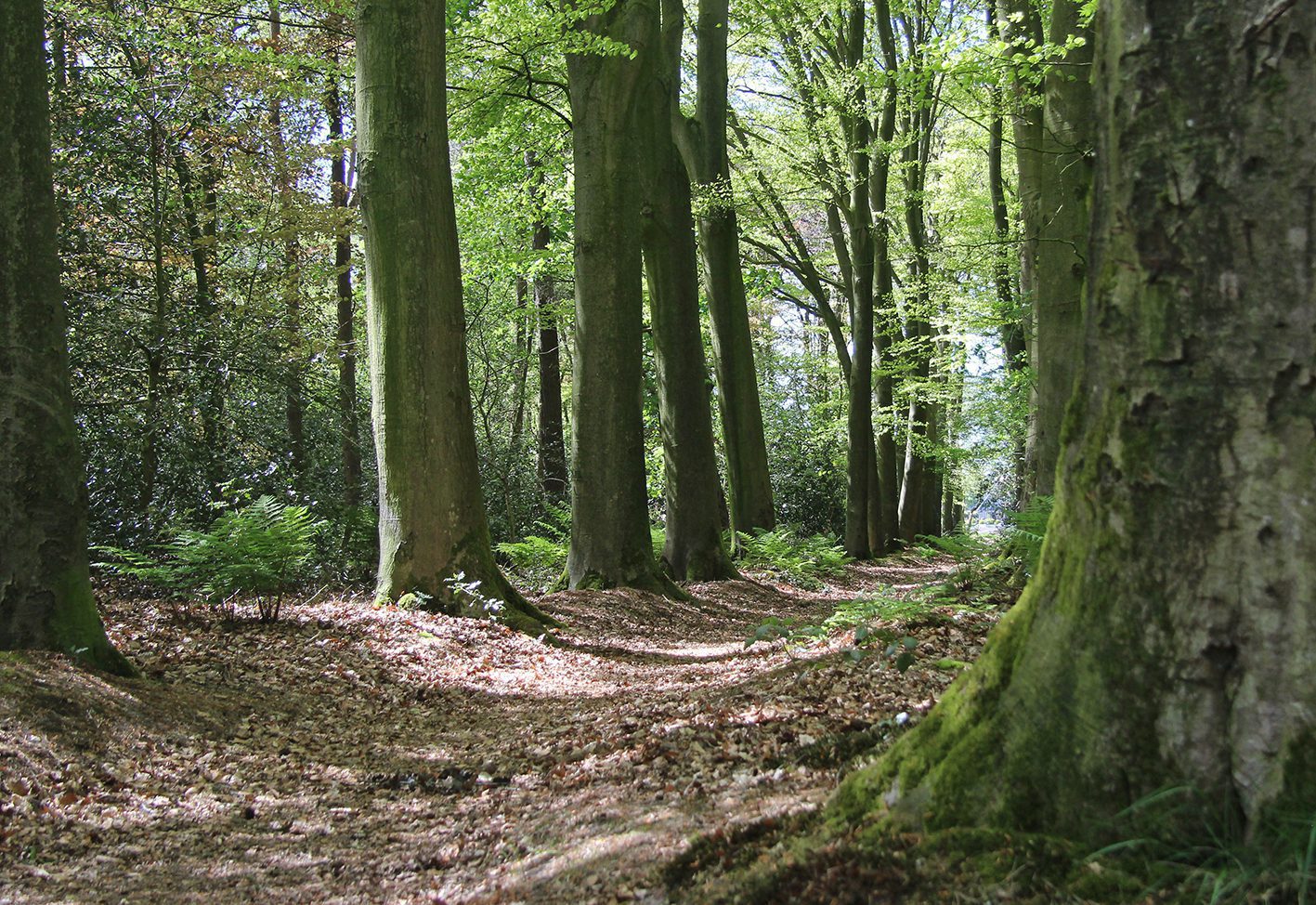 Ontdek de natuurpracht van Wilhelmina-oard te voet
