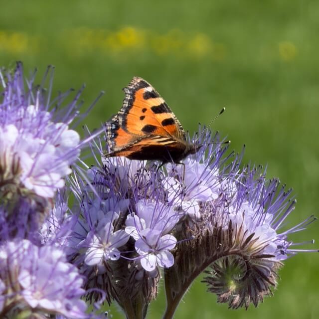 Lezing: Vlinders in Friesland