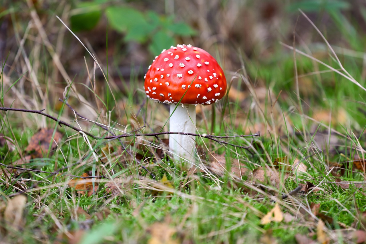 Herfst-fotowandeling stuwwallenlandschap Sint Nicolaasga